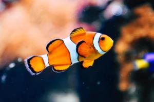 2017年西甲联赛冠军，Real Madrid 的辉煌与挑战西甲联赛冠军2017